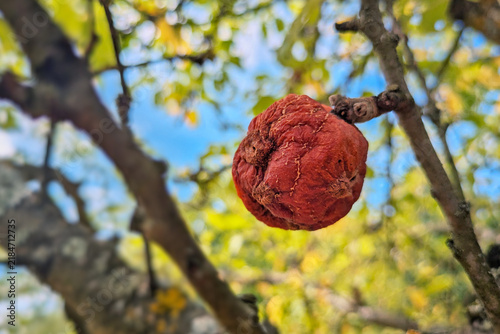 Canvastavla Shriveled apple on tree showing fruit mummification caused by drought stress or