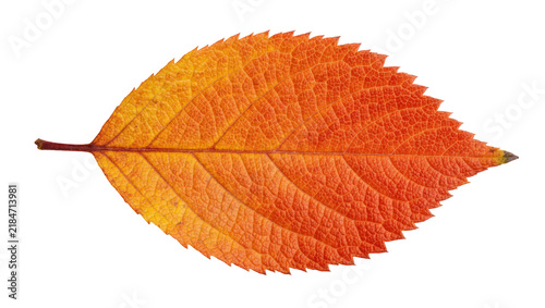 Single orange leaf with serrated edges, isolated on transparent background