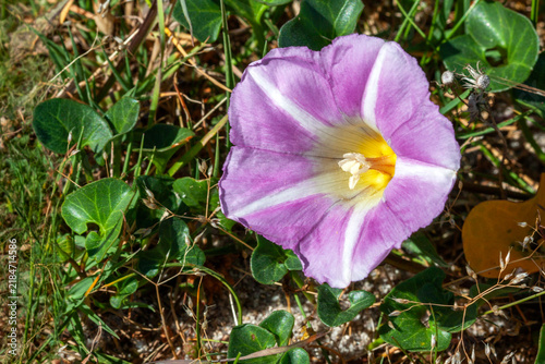 Fleur de liseron des sables — Calystegia soldanella — sur les dunes