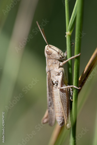 Canvastavla A small brown grasshopper is clinging to a tall blade of grass