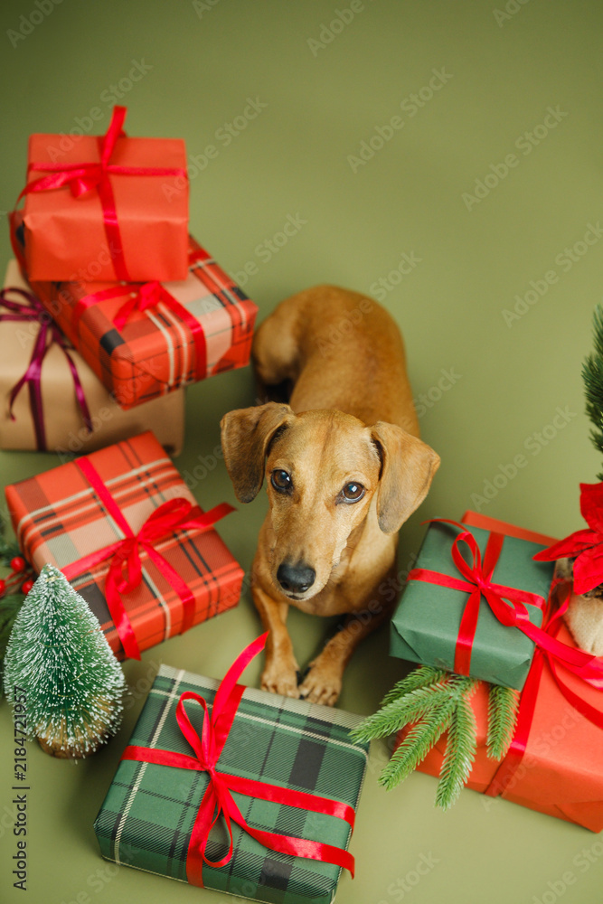Obraz premium Cute dachshund dog with red ribbon wrapped christmas gifts and tree on green backdrop
