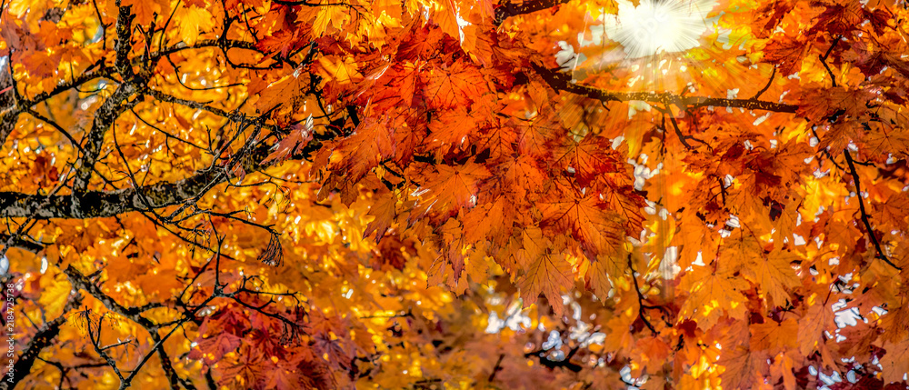 Obraz premium closeup on branches of maple tree with beautiful and bright orange, red and golden leaves illuminated by sunlight in panoramic view