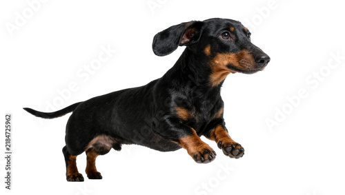 Принти на полотні Black and tan dachshund dog mid-air jump, isolated on transparent background