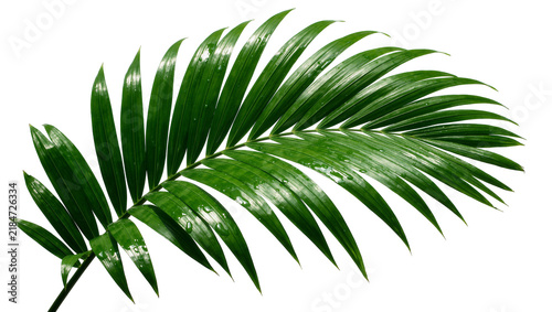 Foto Vibrant green palm frond with water droplets, isolated on transparent background