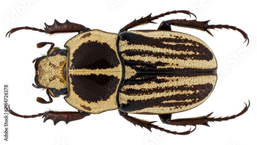 Canvastavla Detailed top view of a striped Goliath beetle with spiky legs, isolated on trans