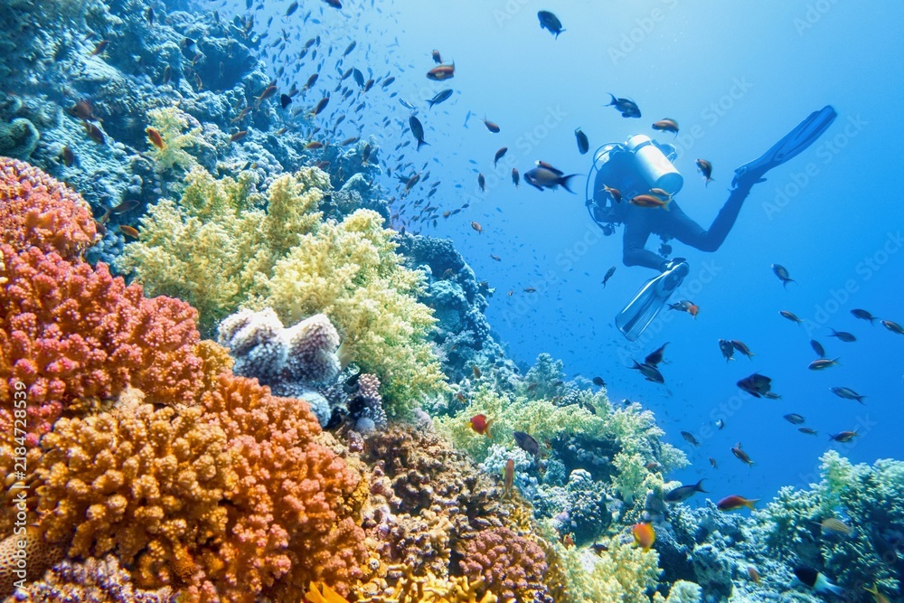 Fototapeta premium Man scuba diver near beautiful colorful healthy coral reef with diversity of corals