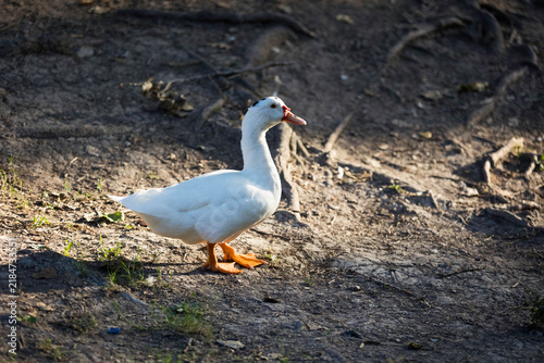 Pato en el parque