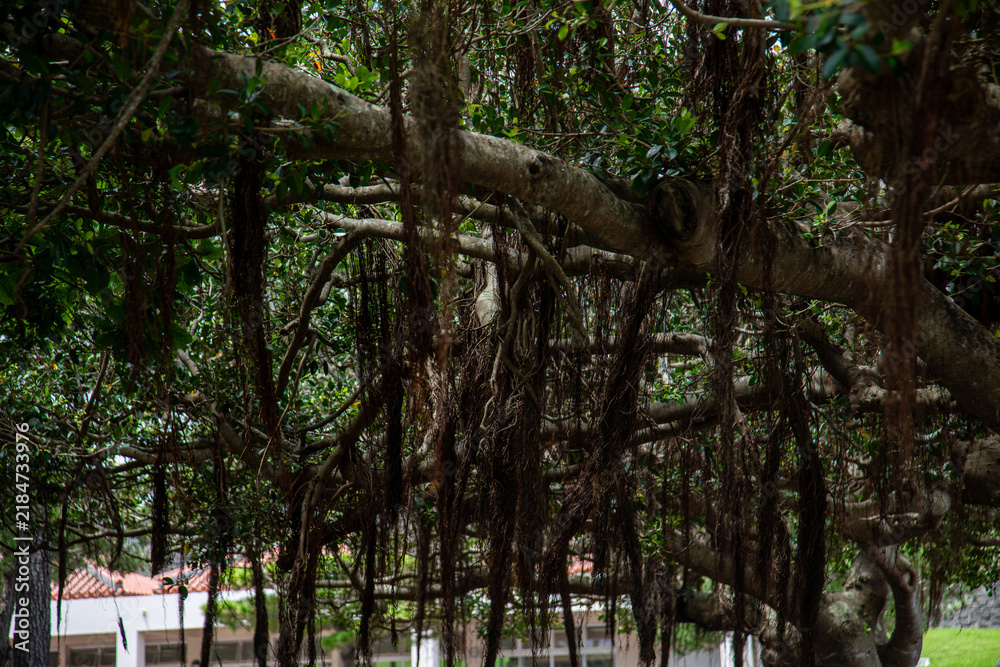 Obraz premium Ancient Banyan Trees in Okinawa Garden