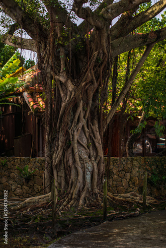 Ancient Banyan Trees in Okinawa Garden