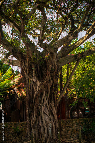 Ancient Banyan Trees in Okinawa Garden