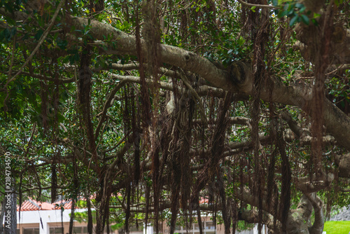 Ancient Banyan Trees in Okinawa Garden