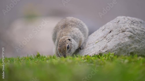 Animal portrait of funny gopher poses for the camera, slow motion