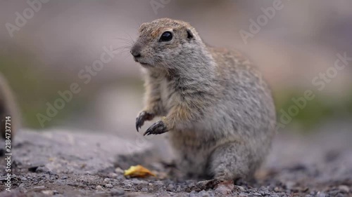 A super close-up portrait of funny gopher poses for the camera, slow motion. Nice animal eat
