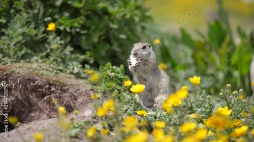 beautiful gopher eat food and poses for the camera, slow motion