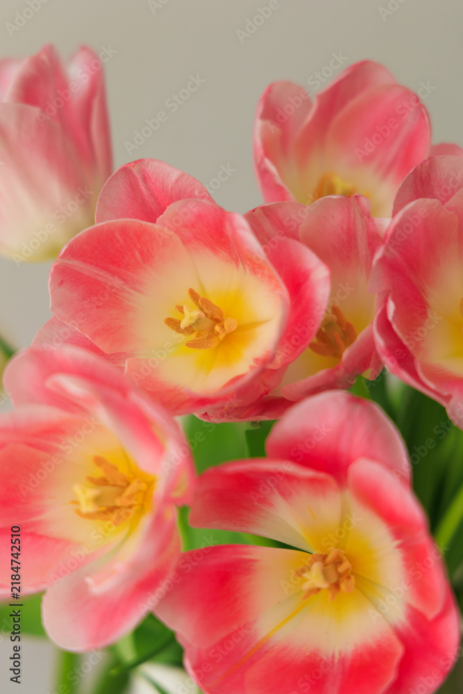 Obraz premium Colorful tulips bloom in a simple vase placed on a table during the spring season