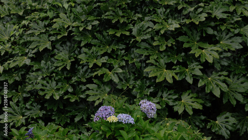 Canvastavla 深い緑の葉に咲く紫陽花