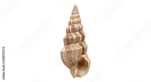 Bild auf Leinwand Detailed spiral seashell with intricate patterns and a textured surface on white