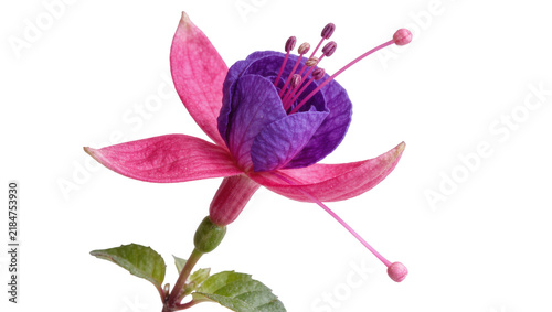 Fotografie Vibrant fuchsia flower with purple petals and pink sepals, isolated on transpare