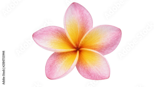 Delicate pink and yellow plumeria flower, isolated on transparent background