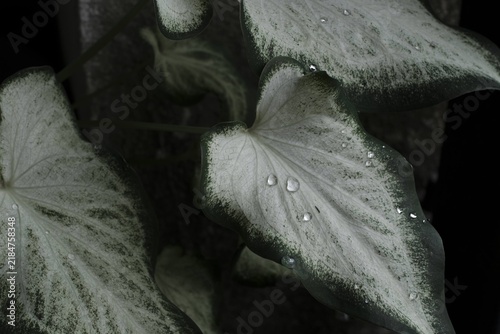 фотографія Close-up of white and green Caladium leaves with clear water droplets against a dark background