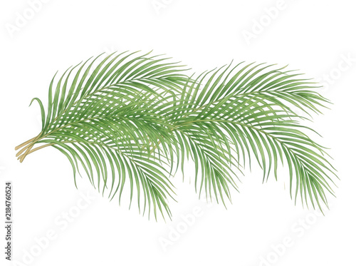 Hojas de palmera tropicales sobre fondo blanco