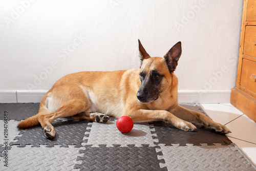 Fotografie Alert Belgian Malinois dog resting on checkered floor mat with red ball, suitabl