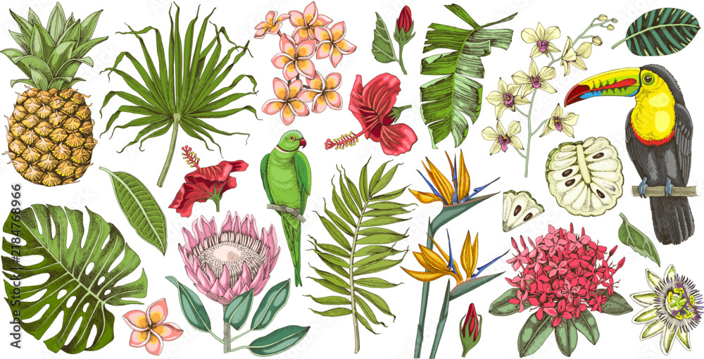 Obraz premium Tropical collection of fruits, leaves, birds and exotic flowers