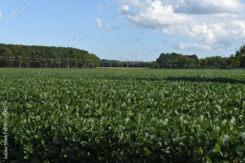 farm soybeans field green leaves summer blue sky