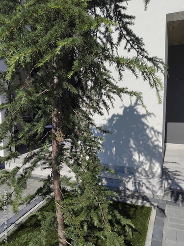 Weeping cedar tree casting sharp shadow on a white stucco wall of a modern house