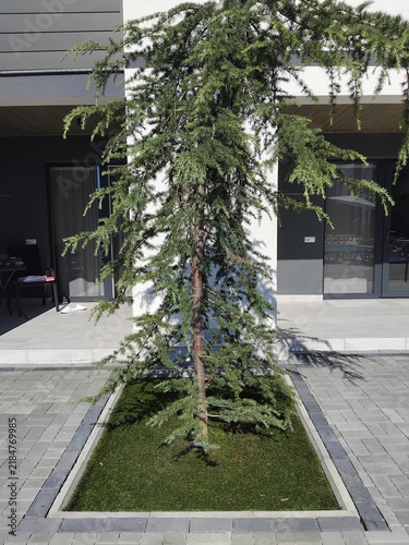 Weeping cedar tree in a rectangular lawn bed on patio exterior