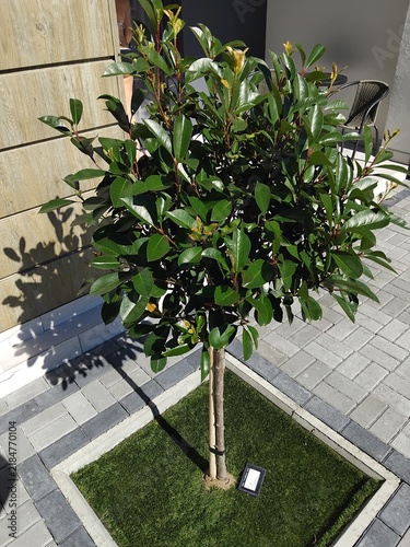 High angle view of a young photinia standard tree in a square garden bed on a paved patio