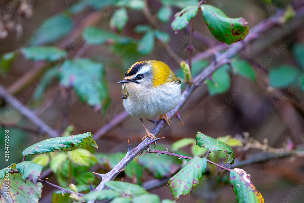 Fototapeta premium Common firecrest singing on a branch.