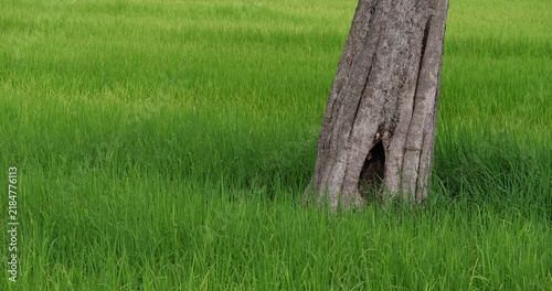  A solitary tree trunk, weathered and hollowed, stands stoically amidst an endless expanse of vibrant green grass, creating a striking natural landscape.