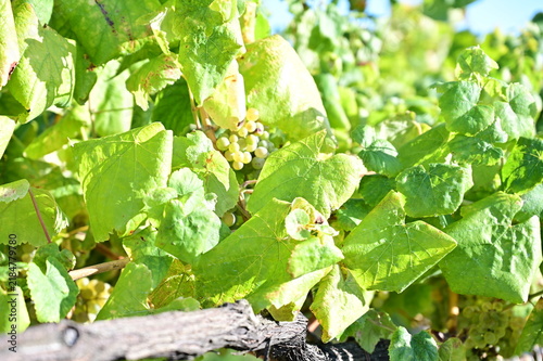 Canvastavla Grape harvest in the vineyard