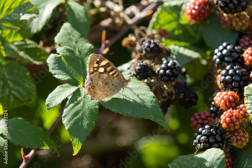 Fotografía Speckled Wood butterfly resting on a bramble leaf among blackberries at different stages of ripeness, creating a seasonal late summer and early autumn countryside scene