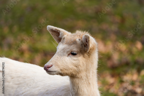 Fotografie Portrait of a fallow deer. Close-up of the animal.