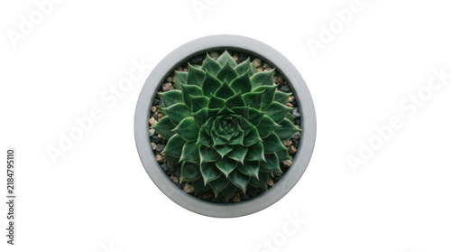 Top view of a beautiful green echeveria succulent plant in a grey concrete pot isolated on transparent background