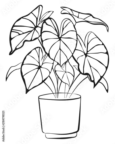 Flower Line Art, Hand Drawn Plant in a Pot, Outline Flower, Sketch, Nature, Doodle, Plant, Vector