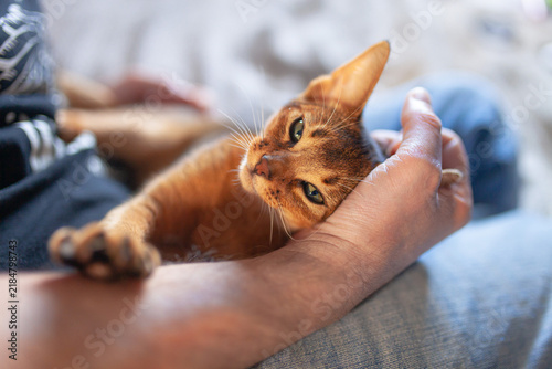 Fotografie Close-up of man gently petting and holding beautiful Abyssinian cat in lap