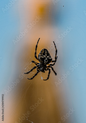Orb-weaver spider resting in web against blurred background
