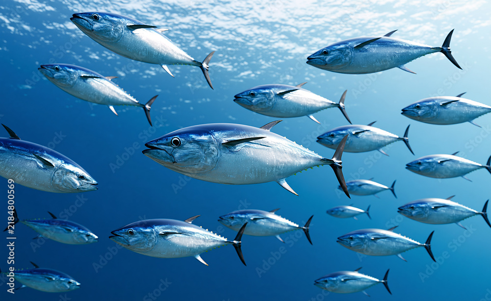 Obraz premium School of tuna fish swimming underwater, seafood