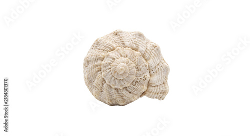 Fotografie Detailed spiral seashell with intricate texture and natural beige coloration