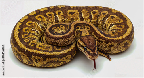 Tapety artystyczne Ball python coiled with tongue out on white background