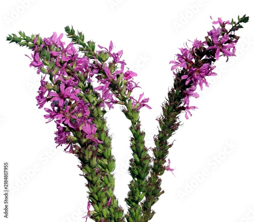 purple flowers of Lythrum salicaria wild plant