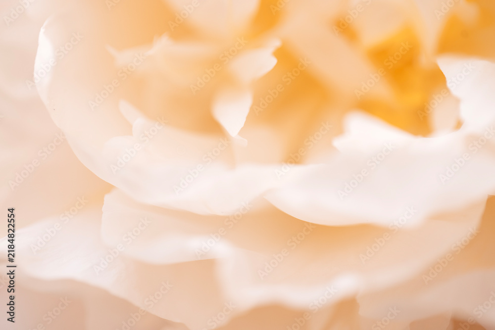 Obraz premium Close-up of delicate white rose petals with soft focus, showcasing intricate textures and layers against a light, neutral background