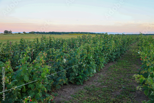 Konstfotografi Even rows of green raspberry bushes stretch across a farm field under a gentle evening sky