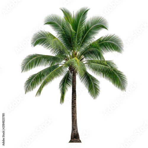 Single tall green palm tree isolated on white background