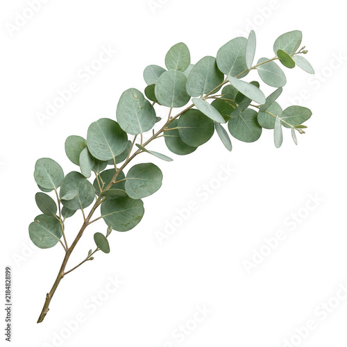Fresh green eucalyptus branch with round leaves