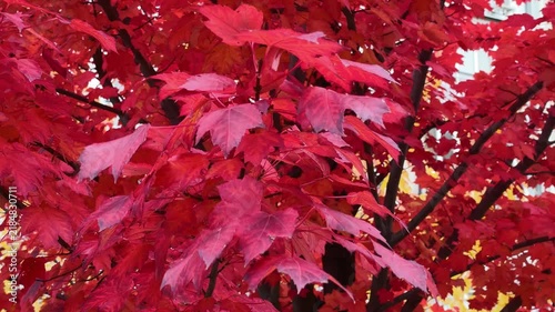 Close View of Crimson Maple Leaves in Autumn