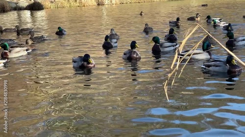 Flock of Mallard Ducks Swimming on Calm Pond